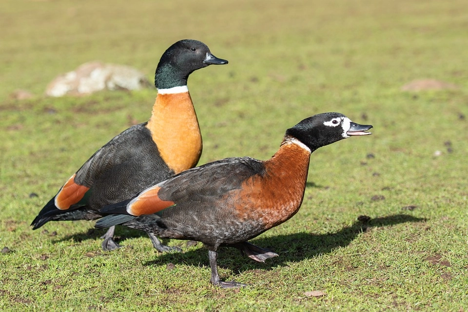 Australian Shelduck