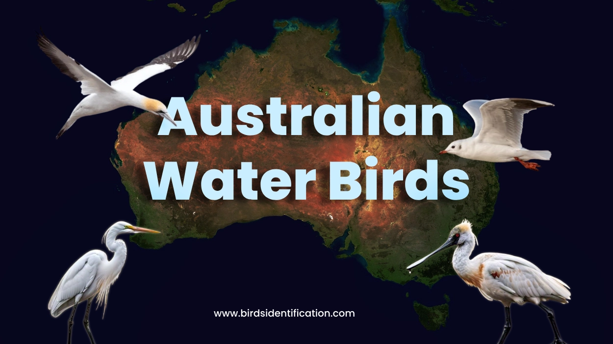 The Fascinating World of Australian Water Birds