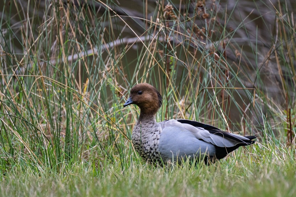 Australian Wood Duck