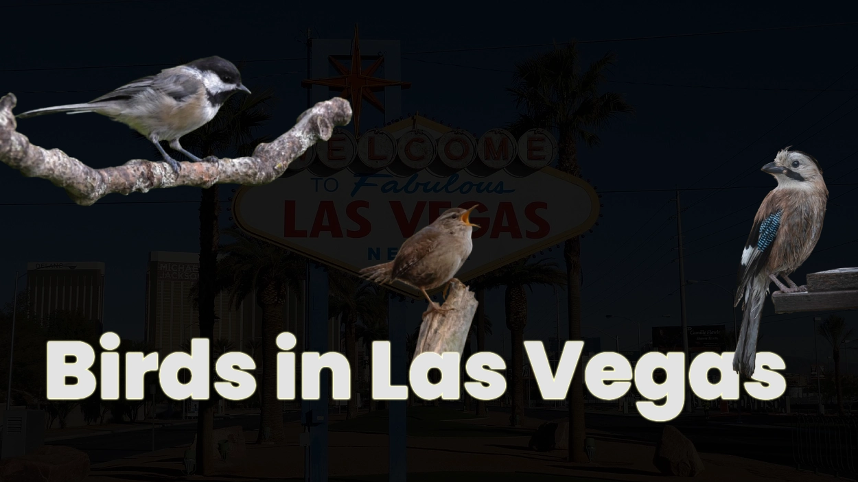 Birds in Las Vegas