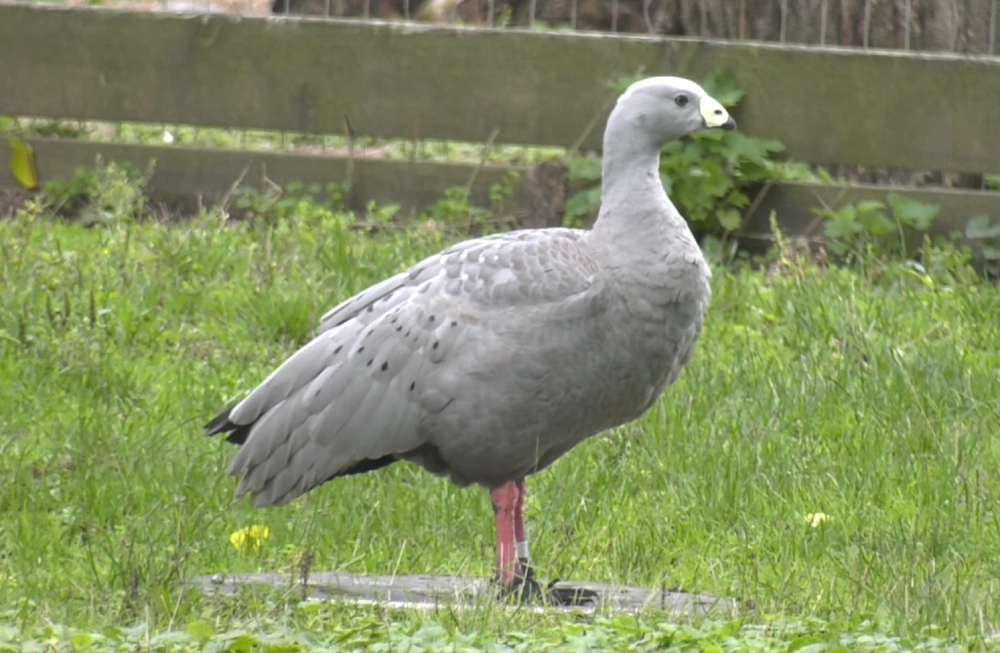 Cape Barren Goose