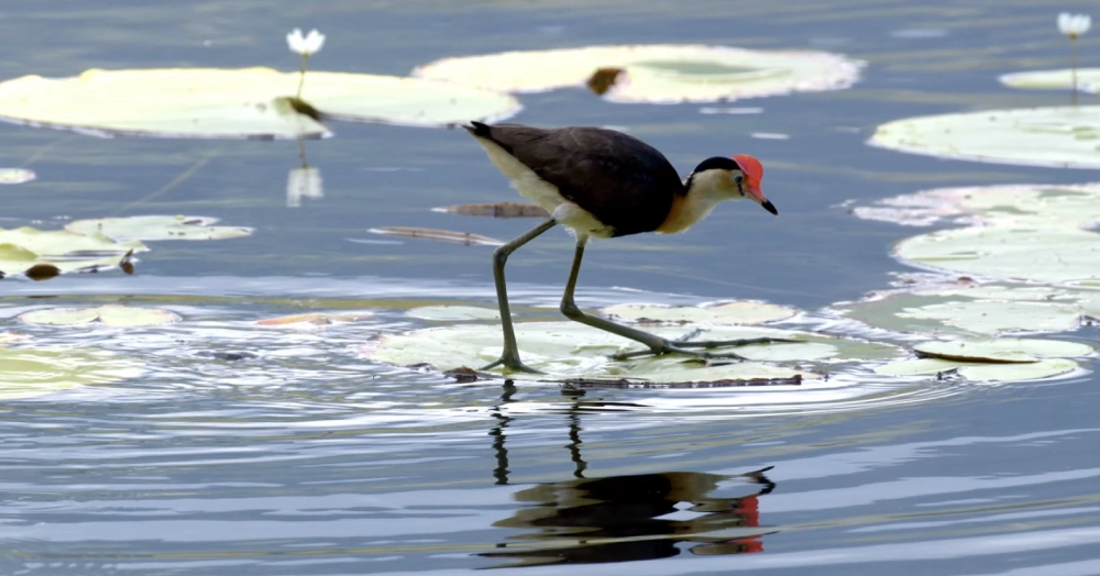 Comb-crested Jacana