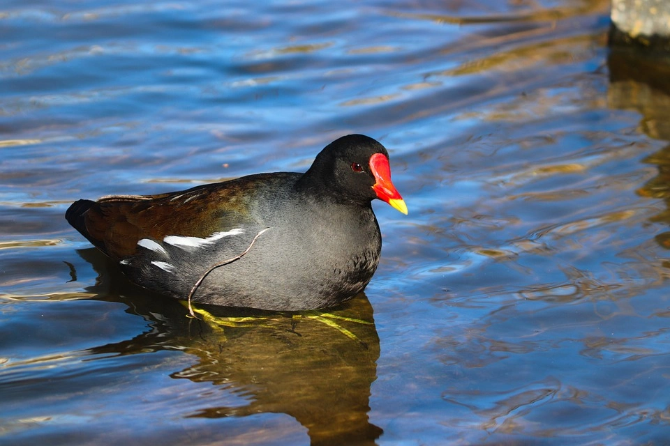 Dusky Moorhen