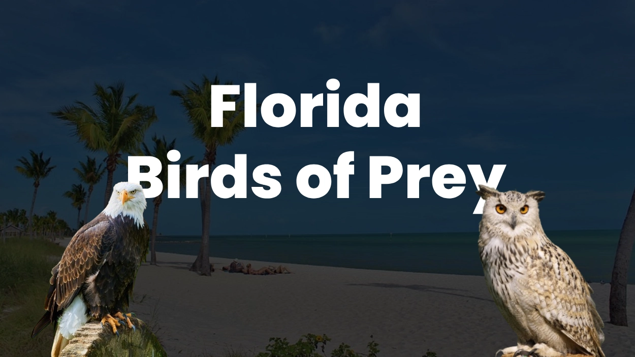 Florida Birds of Prey: Species Guide, Habitats, Behavior and Physical Characteristics