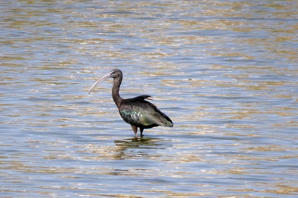 Glossy Ibis