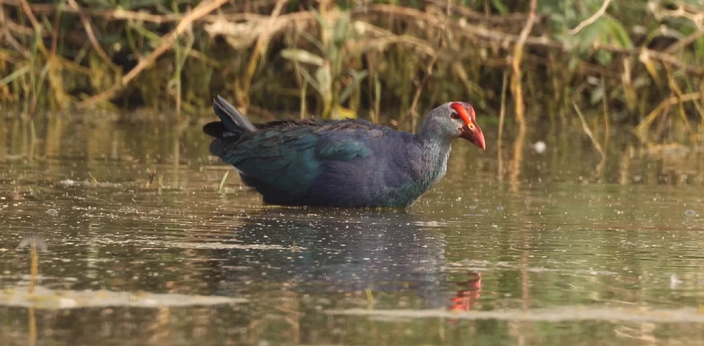 Purple Swamphen