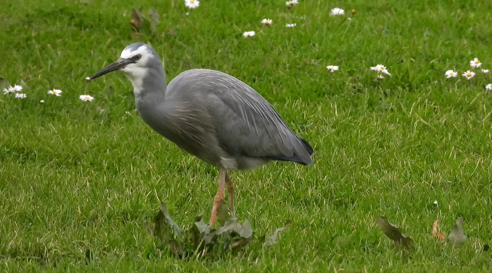 White-faced Heron